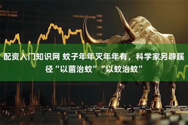 配资入门知识网 蚊子年年灭年年有，科学家另辟蹊径“以菌治蚊”“以蚊治蚊”