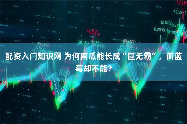 配资入门知识网 为何南瓜能长成“巨无霸”，而蓝莓却不能？